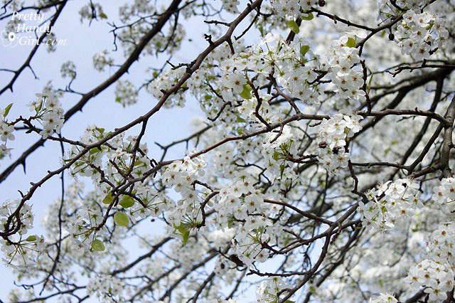 BradfordPear