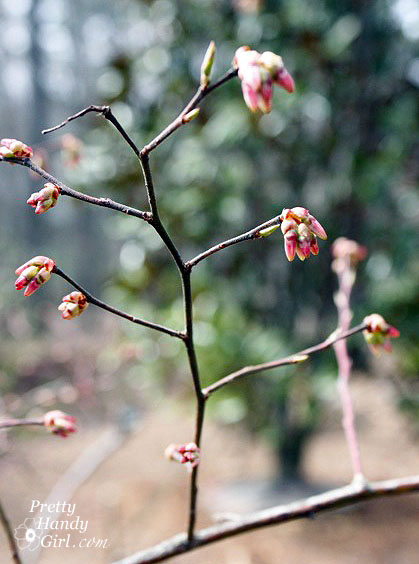 BuddingBranch