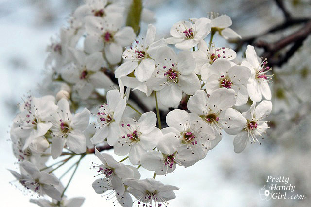 CloseUpPearBlossoms