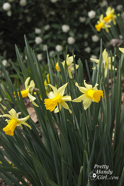 Daffodilsforeground