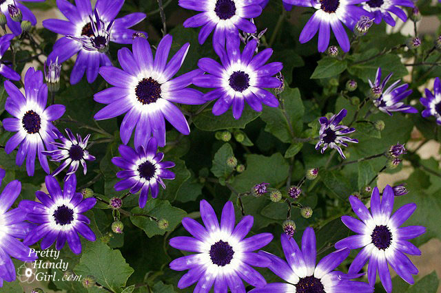 Daisies