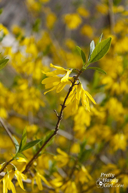 Forsythia