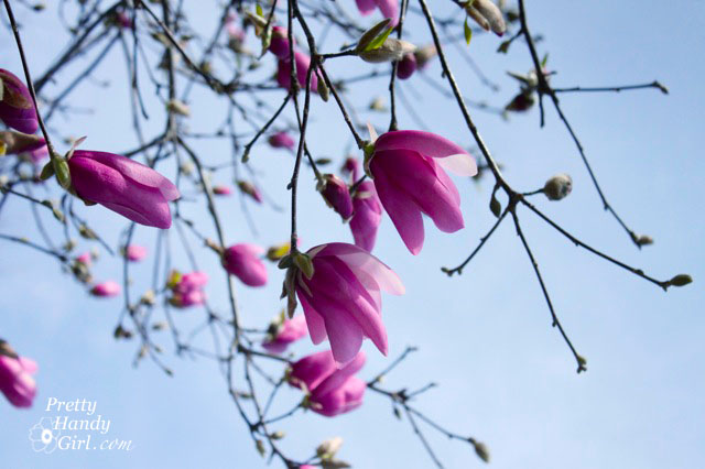 MagnoliaTree