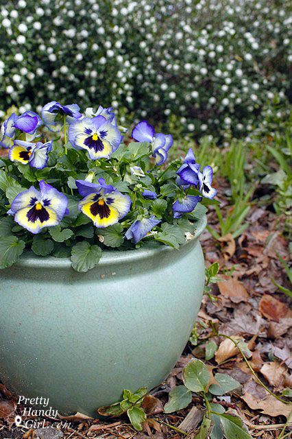 Pansies