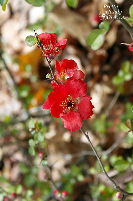 QuinceFlower