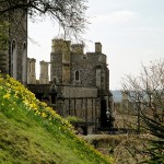 tulip-hillside-windsor