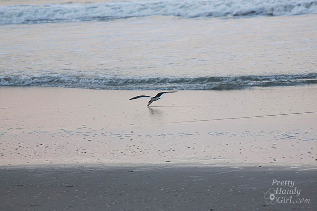 fishing_gull