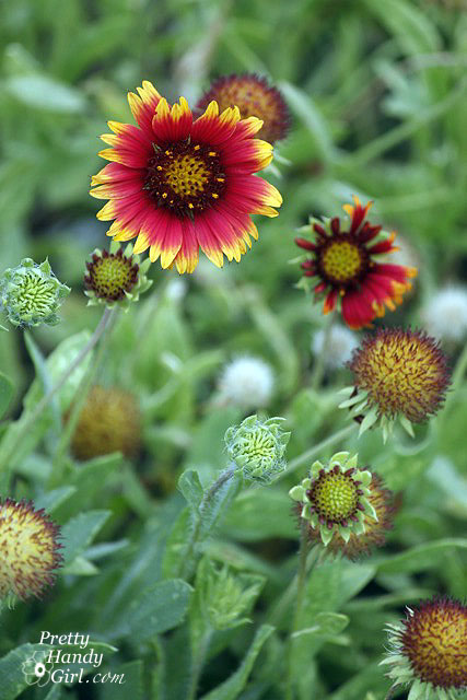 straw_flower_at_beach