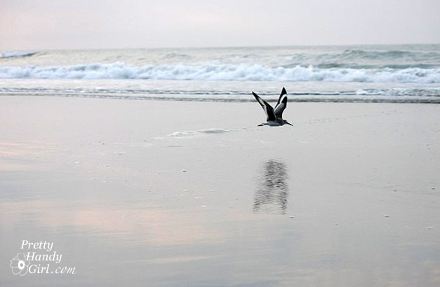 tern_reflection