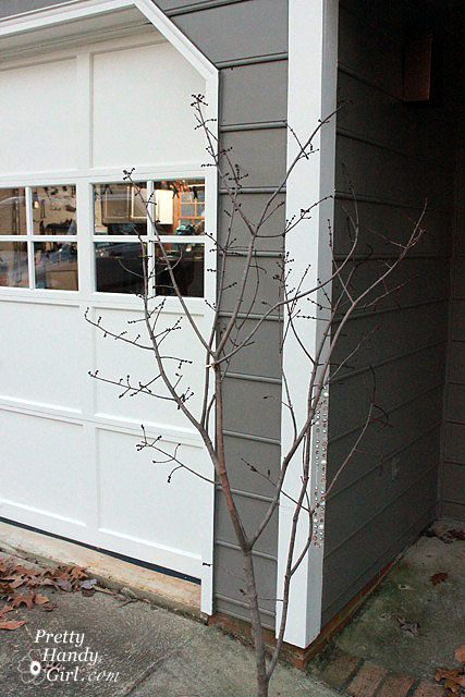 cut_tree_branch
