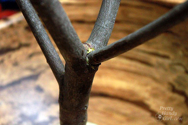 grafted_branch