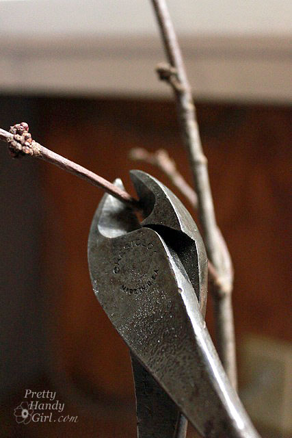 prune_branches