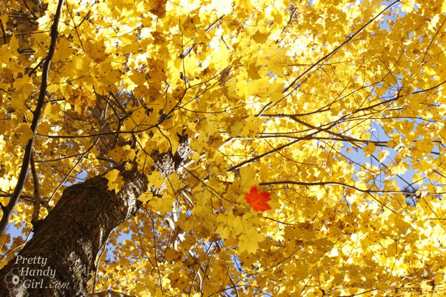 yellow_leaves