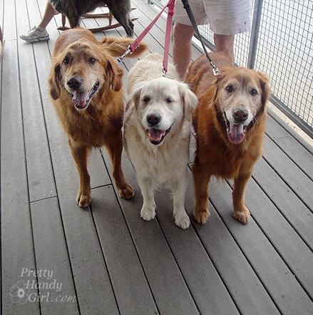 Golden_dogs