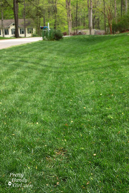 full_lawn_before