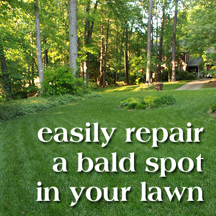repair_bald_spot_button