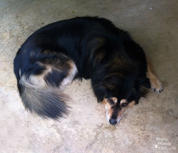 Buddy_resting