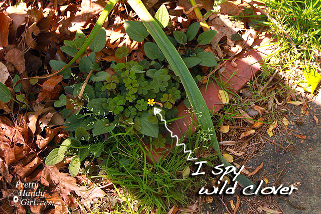 Wild_clover