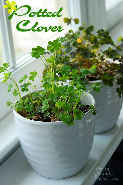 potted_clover_tutorial