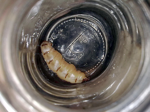 termite_queen