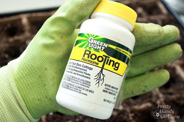 How to Root Plant Clippings