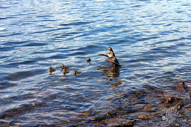 duck_family