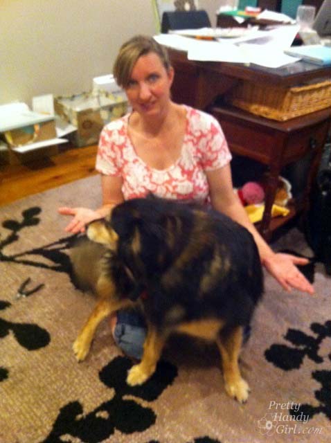 lapdog