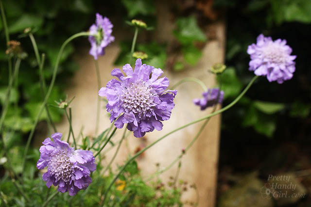 purple_flowers