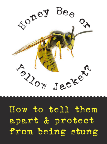 Honeybee vs. Yellow Jacket | Pretty Handy Girl