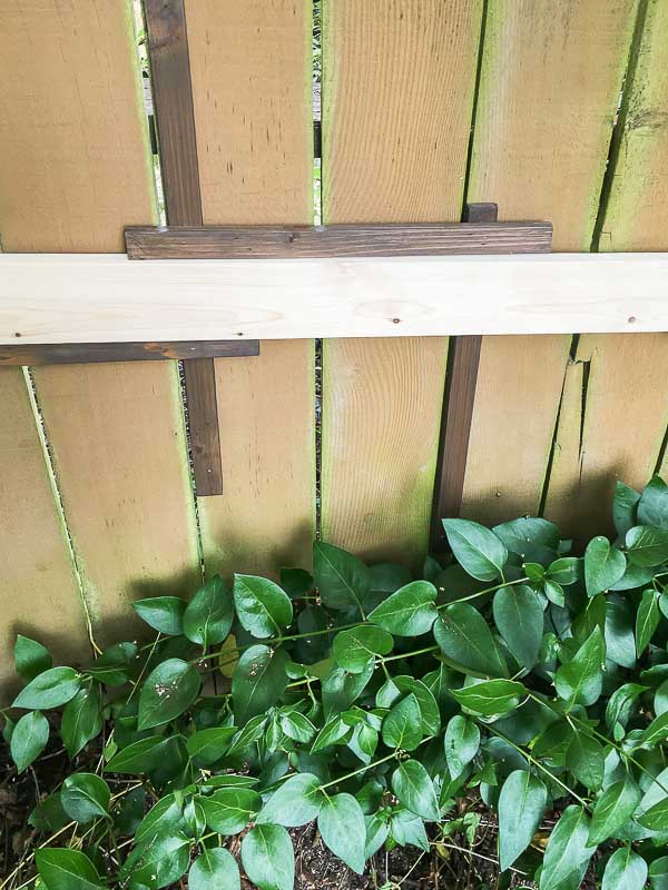 Use a spacer between the slats of your fence trellis so the horizontal rows will be evenly spaced.