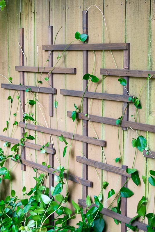 Weave your vines through the fence trellis to create a living wall!