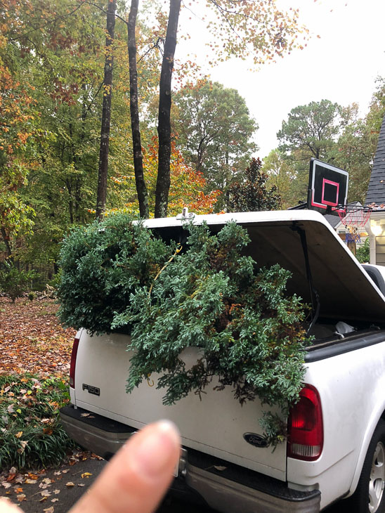 spruce trees loaded into back of truck