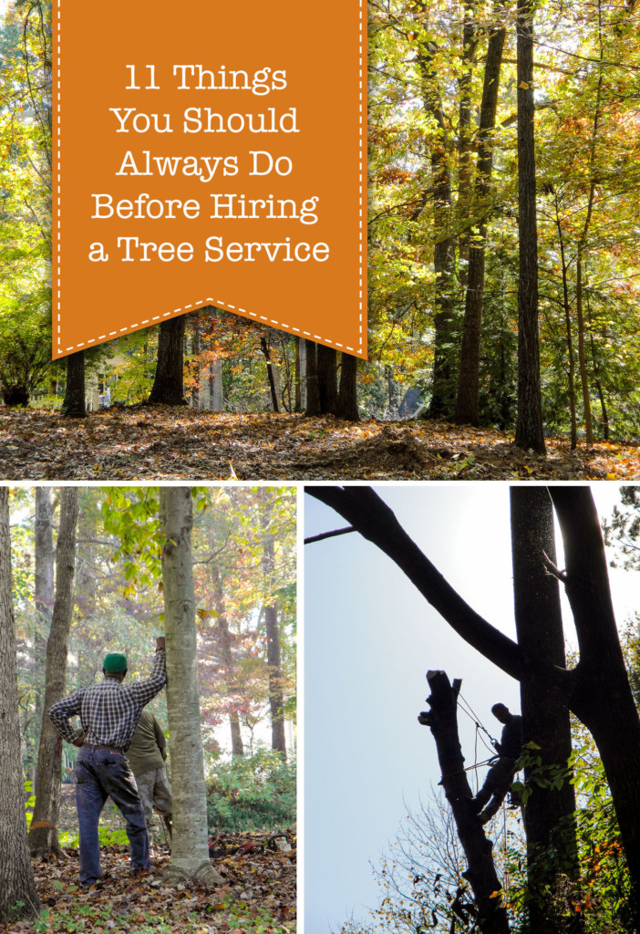 11 Things You Should Always Do Before Hiring a Tree Service