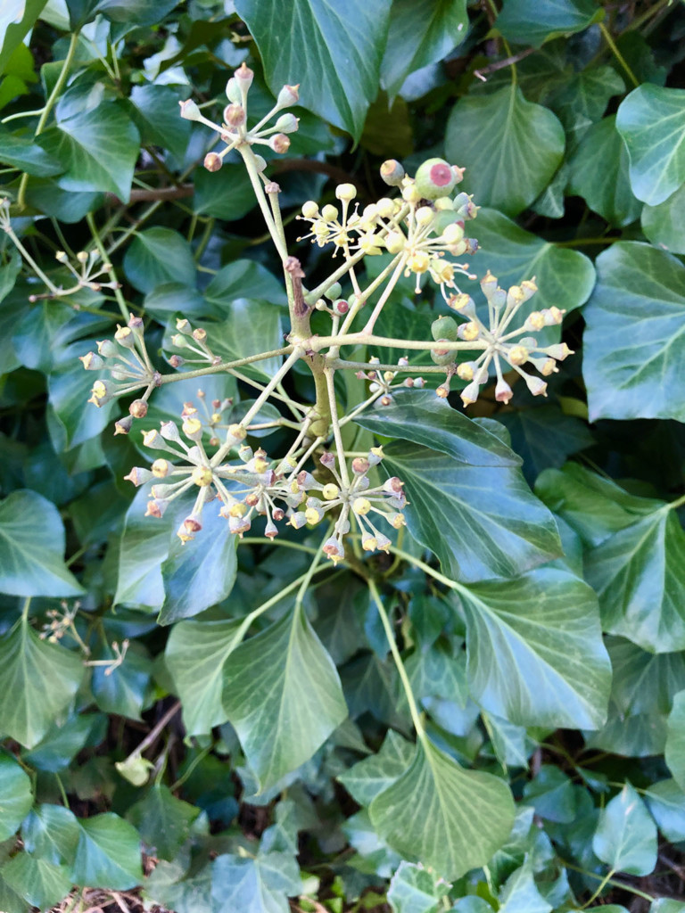 English Ivy Flower Berries